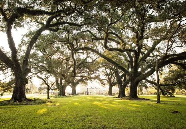 Top Live Oak Trees to Buy for a Beautiful Landscape