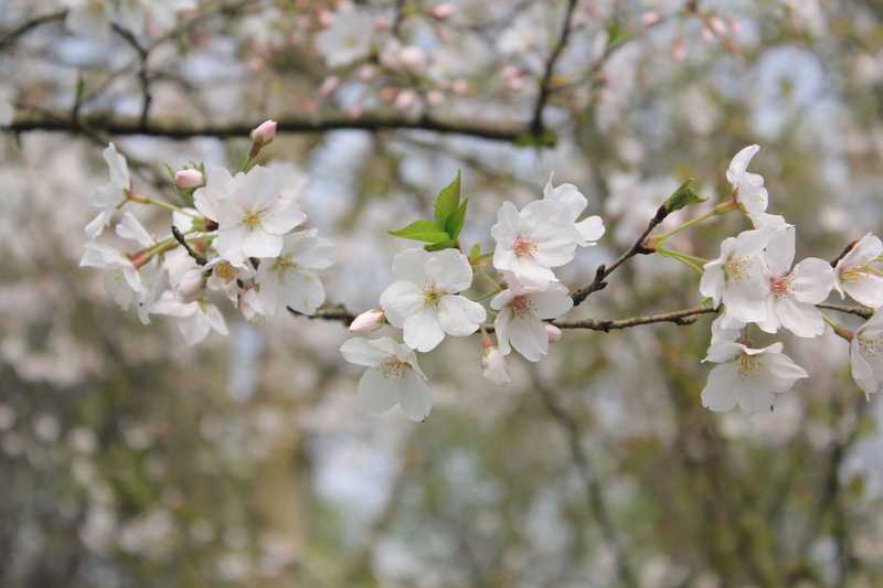 Top Flowering Trees For Sale