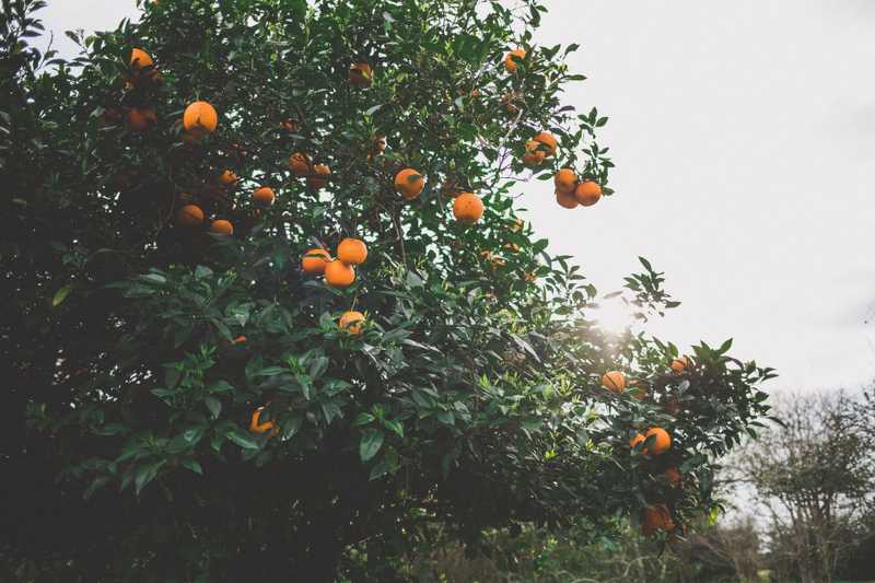 Best Fruit Trees For Cold Climates