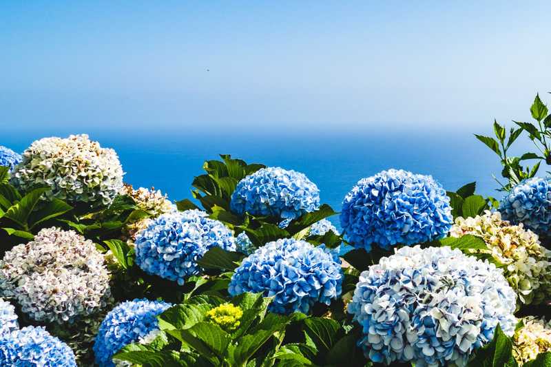 The Best Hydrangea Trees And Bushes To Buy